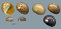     
: theodoxus_zebrina_recluz_1841_7mm_spain.jpg
: 227
:	17.8 
ID:	581836