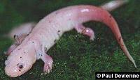     
: metamorphosed_leucistic_axolotl_2.jpg
: 569
:	12.8 
ID:	294398