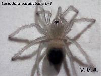     
: Lasiodora parahybana.jpg
: 400
:	135.0 
ID:	223759