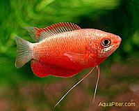     
: red_honey_gourami_01.jpg
: 316
:	23.3 
ID:	390792