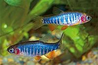     
: danio_erythromicron_grande.jpg
: 745
:	37.8 
ID:	431496