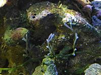     
: Caulerpa anceps.jpg
: 443
:	124.9 
ID:	533085