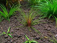     
: --(Eriocaulon-sp.red).jpg
: 1480
:	296.0 
ID:	246828