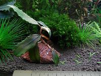     
: Bucephalandra-sp.-Shine-Blue.jpg
: 1535
:	300.6 
ID:	249827