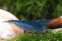     
: krevetka-sinjaja---caridina-serrata-aura-blue_1.jpg
: 499
:	53.4 
ID:	439600