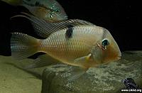     
: g_sp_jatapu02-francistrus.jpg
: 316
:	86.5 
ID:	550906