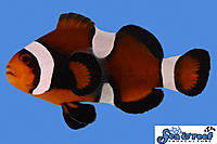     
: sr-maine-mocha-clownfish.jpg
: 331
:	194.2 
ID:	568458