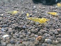     
: Zebra Yellow Crystal2.jpg
: 450
:	101.6 
ID:	488672