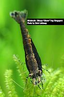     
: New variation of neocaridina.2.jpg
: 474
:	44.9 
ID:	488674