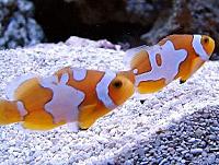     
: Clownfish SemiPicasso.jpg
: 490
:	27.7 
ID:	52765
