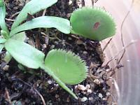     
: Dionaea muscipula green sawtooth 2.jpg
: 466
:	228.0 
ID:	228997