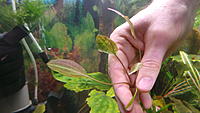     
: Cryptocoryne Pallidinervia, Pantu !!!.jpg
: 533
:	48.6 
ID:	430332