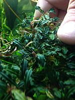     
: Bucephalandra sp. Krivbass, Ulu Kapuas4.jpg
: 354
:	113.0 
ID:	516978