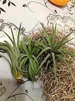     
: Tillandsia Ionantha Mexicana.jpg
: 389
:	187.8 
ID:	516988