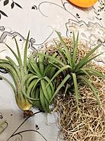     
: Tillandsia Ionantha Mexicana1.jpg
: 372
:	206.9 
ID:	516989