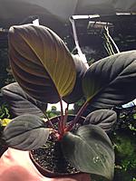     
: HOMALOMENA CF HUMILIS (1).jpg
: 171
:	106.2 
ID:	536433