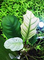     
: Anubias Coffi.jpg
: 267
:	116.6 
ID:	536436