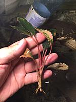     
: Bucephalandra sp. 001.jpg
: 265
:	350.9 
ID:	553838