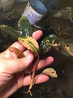     
: Bucephalandra sp. 002.jpg
: 234
:	394.5 
ID:	553839