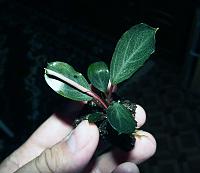     
: Bucephalandra sp. Pearl Grey.JPG
: 1076
:	100.2 
ID:	248158