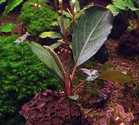     
: Bucephalandra sp. Pearl Grey 2.JPG
: 1130
:	203.8 
ID:	248159