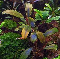     
: Bucephalandra sp. Shine Blue.JPG
: 2268
:	212.4 
ID:	248165