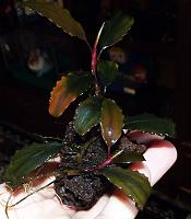     
: Bucephalandra sp. Shine Blue 2.JPG
: 1496
:	110.7 
ID:	248166