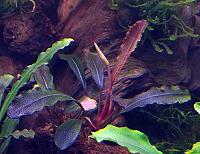     
: Bucephalandra sp. Brownie Ghost 4.JPG
: 6083
:	175.6 
ID:	251486