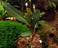     
: Bucephalandra sp. Ulysses, Central Kalimantan.JPG
: 1497
:	193.8 
ID:	251949