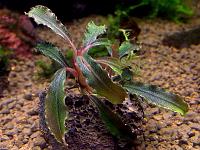     
: Bucephalandra sp. kedagang.JPG
: 1558
:	179.7 
ID:	252920