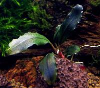     
: Bucephalandra sp. Brownie Blue.JPG
: 1256
:	191.9 
ID:	263276