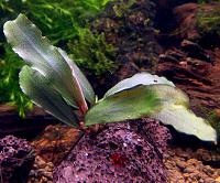     
: Bucephalandra sp. Brownie Red, Ulu Kapuas.JPG
: 1047
:	189.6 
ID:	263282