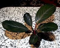     
: Bucephalandra sp. Pearl Grey 4.JPG
: 1236
:	227.9 
ID:	263298