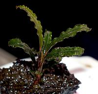     
: Bucephalandra sp. Velvet Leaf -3.JPG
: 535
:	133.2 
ID:	271089