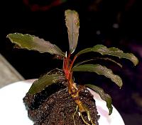     
: Bucephalandra sp. Brownie Red, Ulu Kapuas 2.JPG
: 1128
:	129.0 
ID:	271092