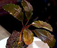     
: Bucephalandra sp. Theia -3 2.JPG
: 1088
:	140.1 
ID:	271093