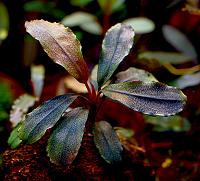     
: Bucephalandra sp. Brownie Brown, Ulu Kapuas 3.JPG
: 2322
:	172.6 
ID:	273704