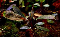     
: Bucephalandra sp. Ulysses, Central Kalimantan 3.JPG
: 1385
:	133.2 
ID:	273705