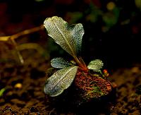     
: Bucephalandra sp. Cherish.JPG
: 676
:	126.4 
ID:	275777