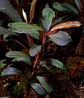     
: Bucephalandra sp. Brownie Brown, Ulu Kapuas.jpg
: 1033
:	105.1 
ID:	300610