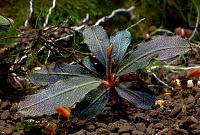     
: Bucephalandra sp. Cherish.jpg
: 3644
:	99.7 
ID:	300614