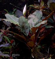     
: Bucephalandra sp. Pearl Grey.jpg
: 877
:	103.2 
ID:	300623