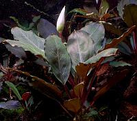     
: Bucephalandra sp. Pearl Grey 2.jpg
: 853
:	99.7 
ID:	300624