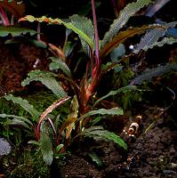     
: Bucephalandra sp. Poring C, Daerah Malawi.jpg
: 672
:	118.9 
ID:	300625