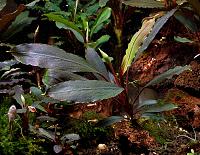     
: Bucephalandra sp. Ulysses, Central Kalimantan.jpg
: 719
:	115.1 
ID:	300637