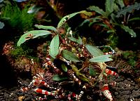     
: Bucephalandra sp. Green Blue Velvet, Sokan-1.jpg
: 783
:	89.3 
ID:	306207