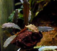     
: Bucephalandra sp. Narcissus 1.jpg
: 640
:	79.2 
ID:	331081