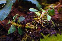     
: Bucephalandra sp. pygmae Rajang.JPG
: 1063
:	525.6 
ID:	331083