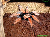     
: Brachypelma boehmei L7..jpg
: 539
:	481.1 
ID:	78532