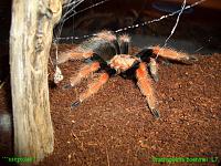     
: Brachypelma boehmei.jpg
: 498
:	466.1 
ID:	78534